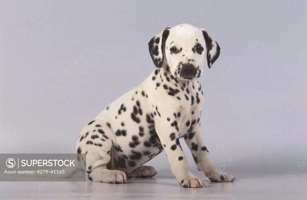 Dalmation Dog - puppy sitting lateral