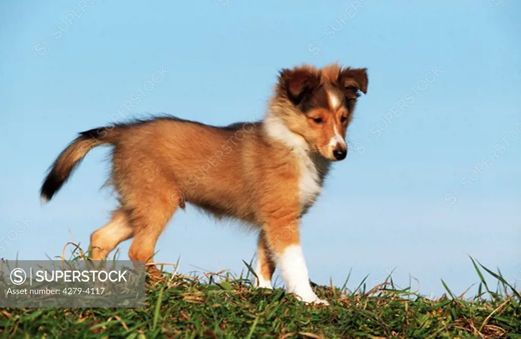 Shetland Sheepdog - puppy