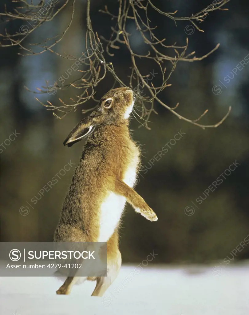 European hare - standing on hind legs in snow, Lepus europaeus