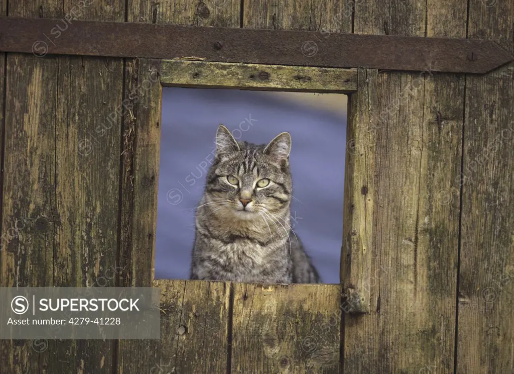 tabby domestic cat looking through an old wooden door