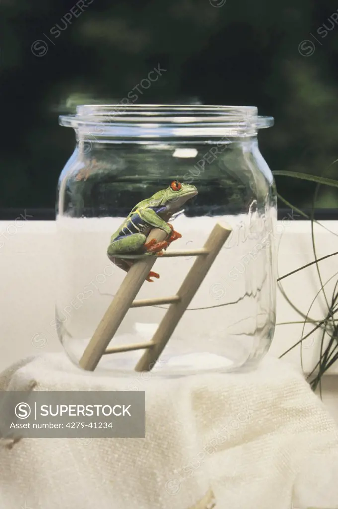 weatherman frog on ladder in glass