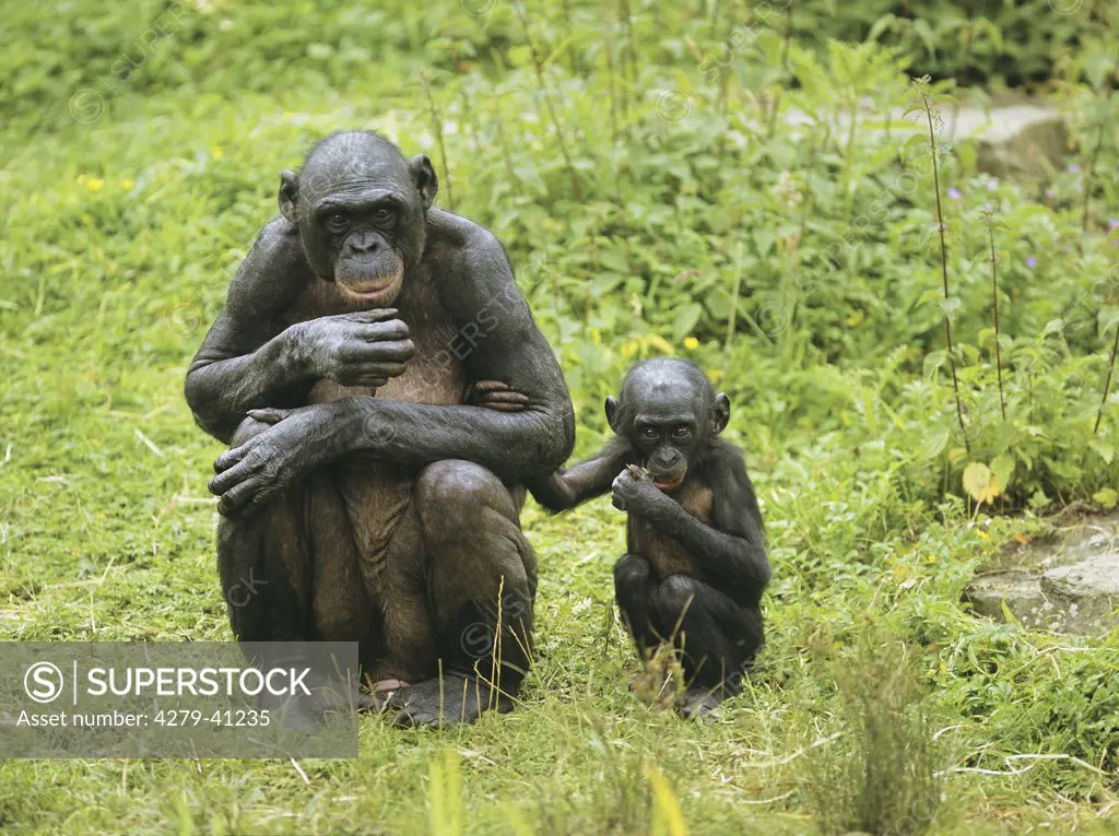 Bonobo ape - mother with cub, Pan paniscus