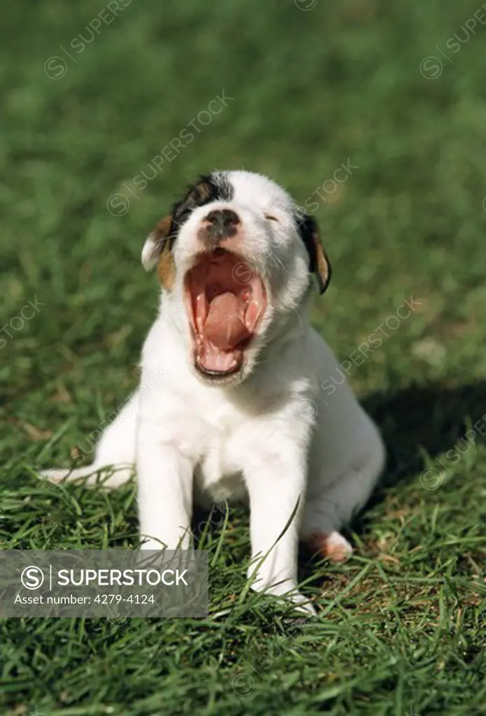 puppy gaping
