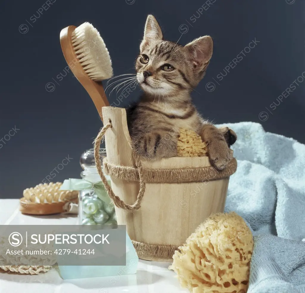 domestic cat kitten in washtub with brush and sponge