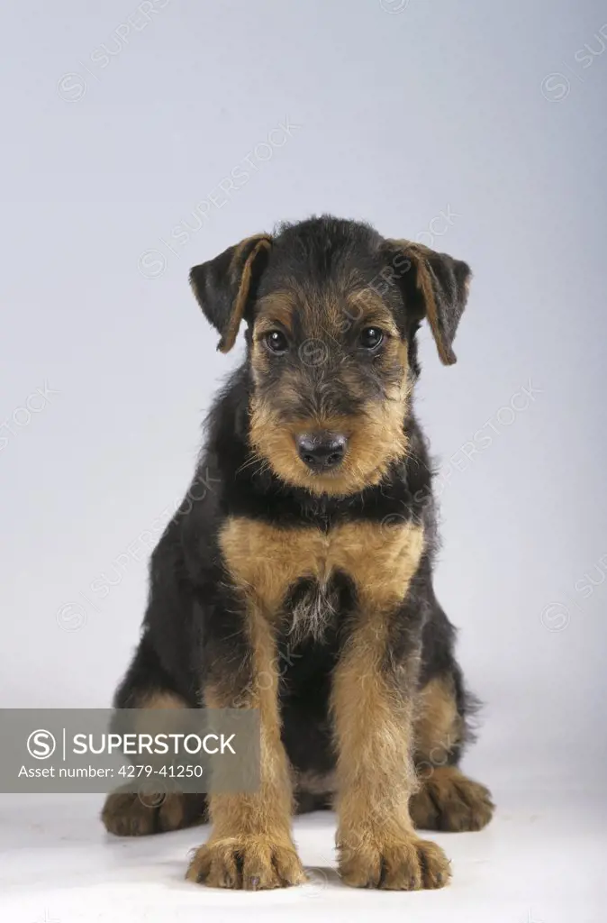 Airedale Terrier - puppy sitting frontal