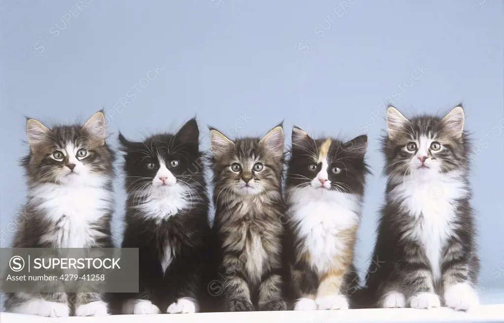 five young norwegian forest cats - sitting