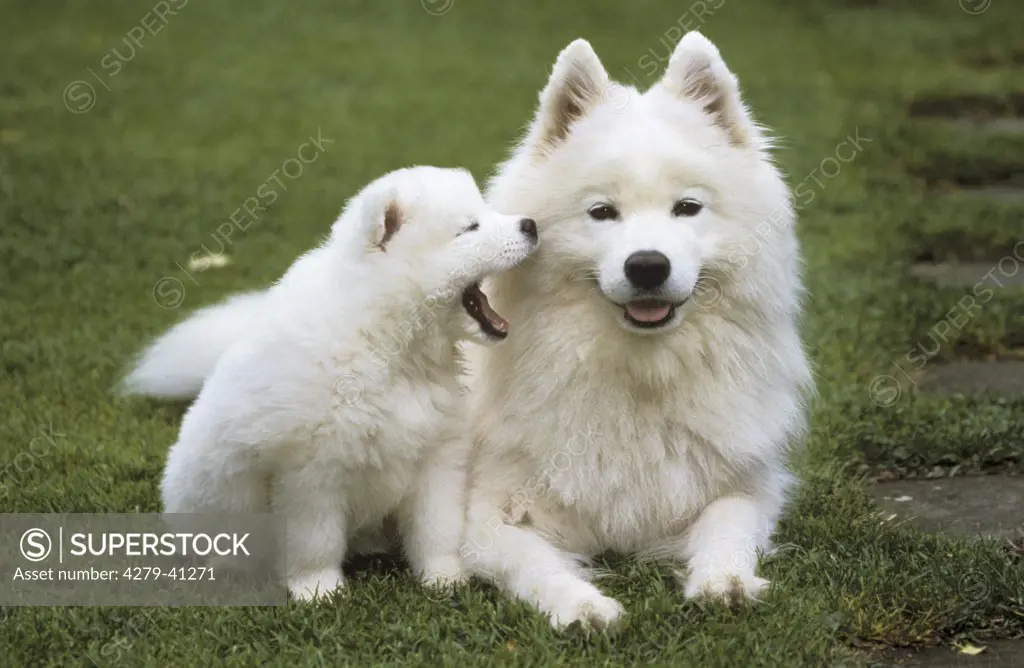 Samoyed dog with puppy