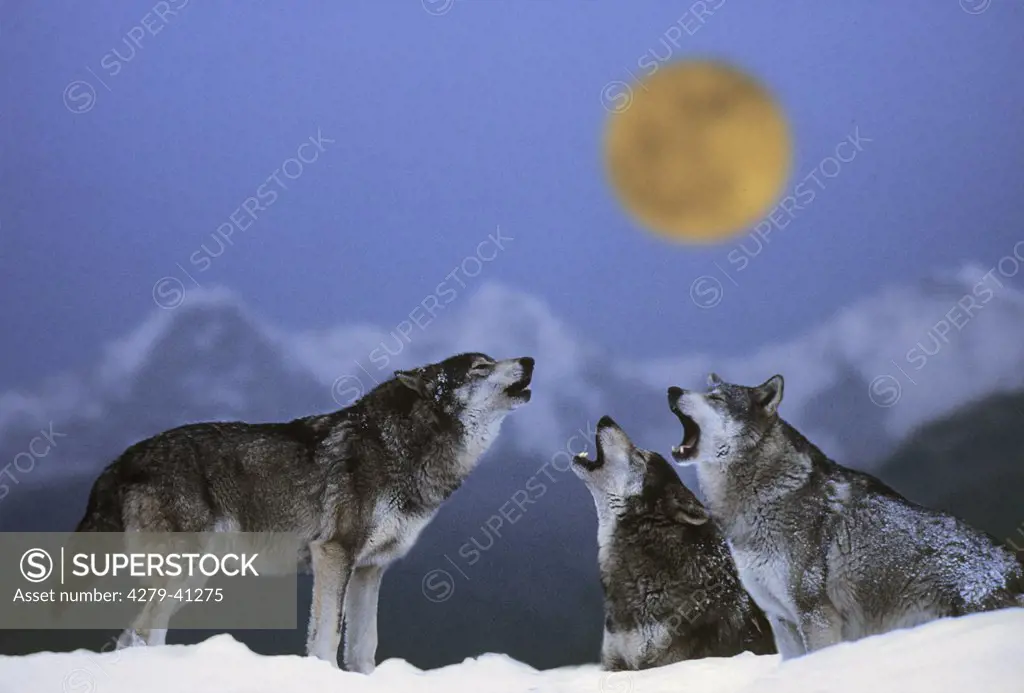three wolves - howling