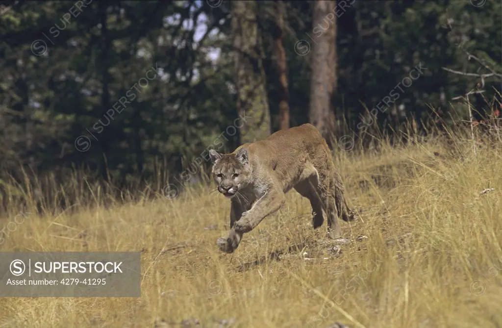 Cougar - running, Felis Concolor