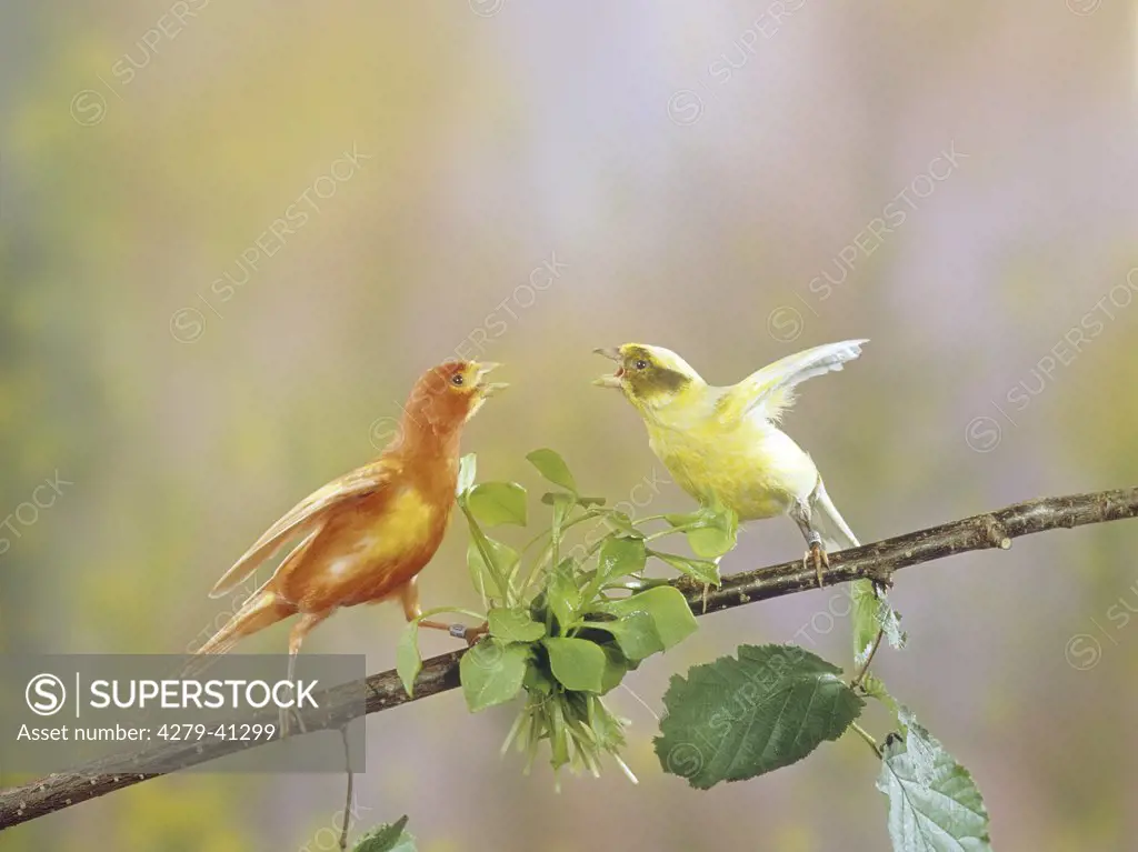 two canaries - bickering, Serinus canari ,
