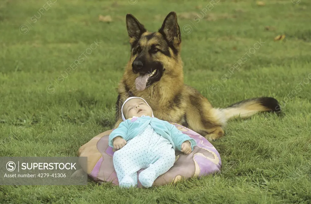 german sheperd dog guards baby