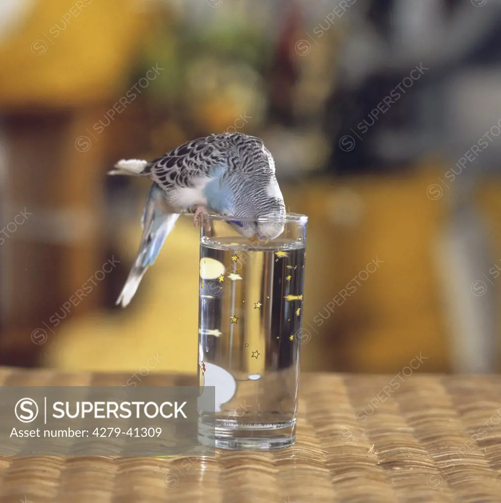 budgerigar - drinking