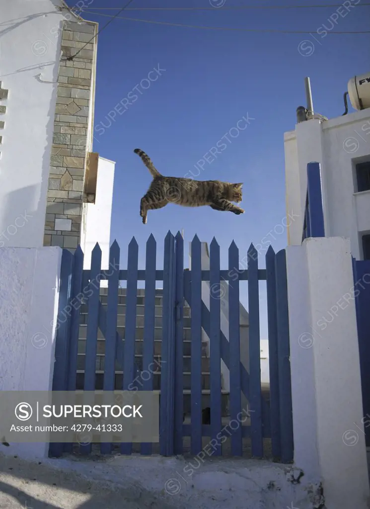 tabby domestic cat jumping over gate