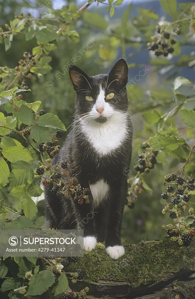 domestic cat - standing between blackberries