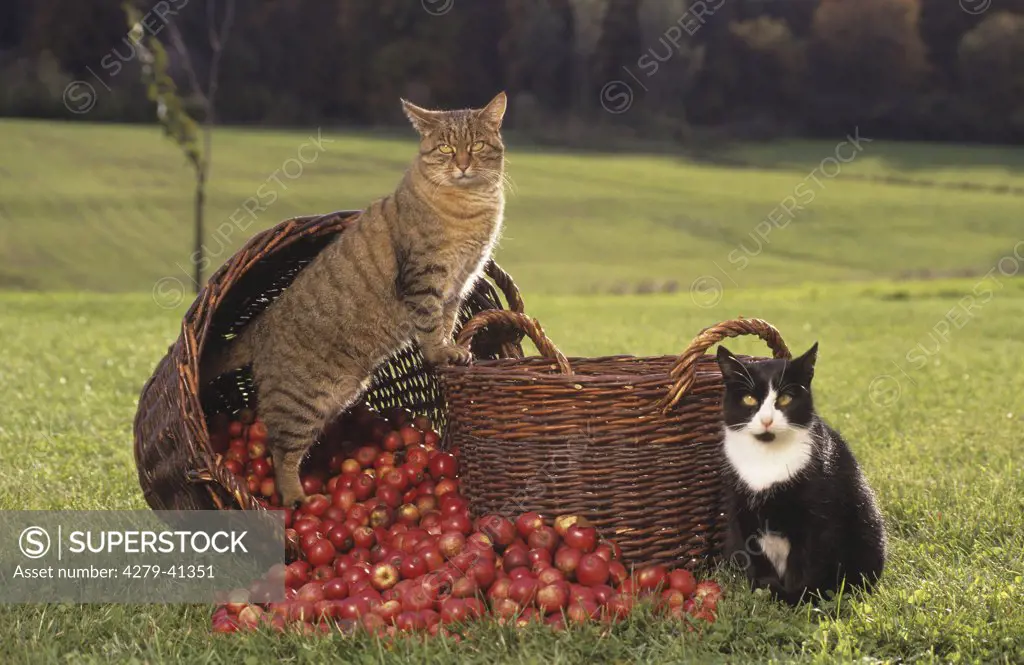 two domestic cats at baskets with apples