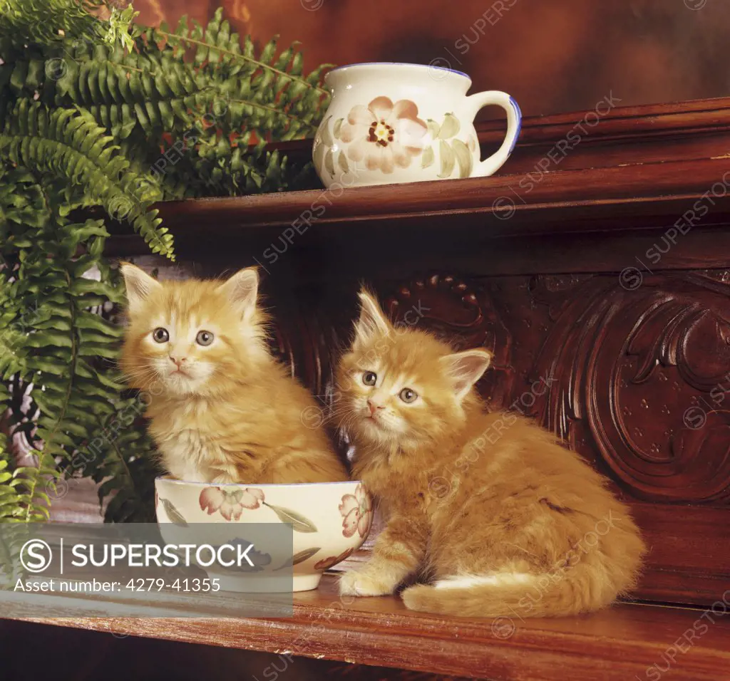 two young Maine Coon cats on shelf
