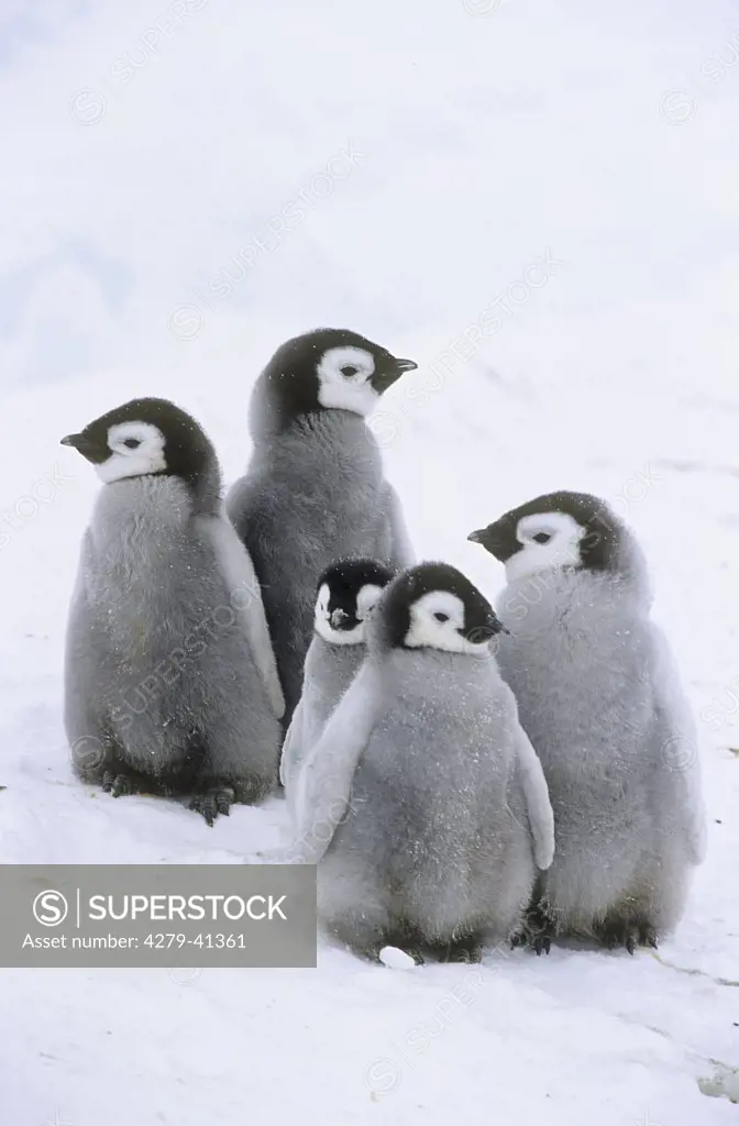 five young emperor penguins, Aptenodytes forsteri
