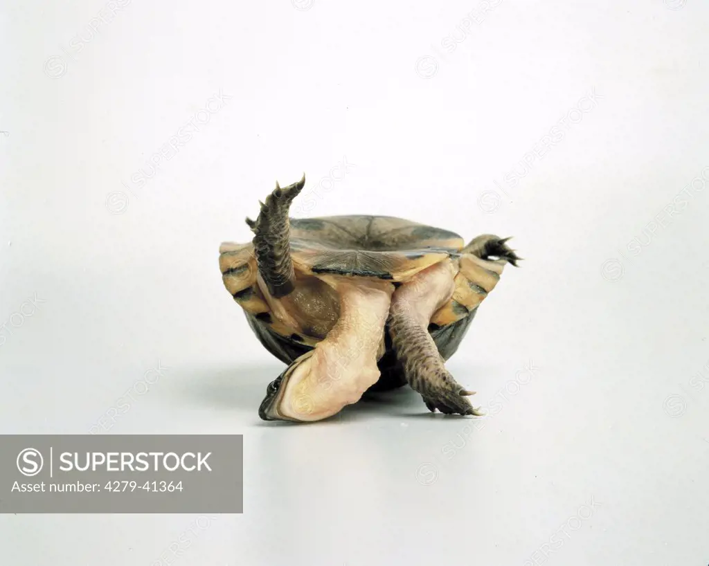 erecting turtle