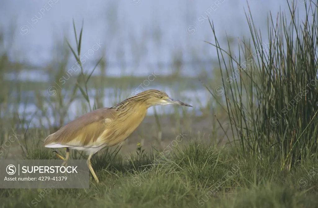 Squacco Heron - walking on meadow, Ardeola ralloides