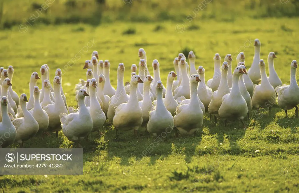 geese - herd on meadow