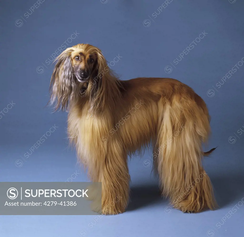 Afghan Hound - standing lateral