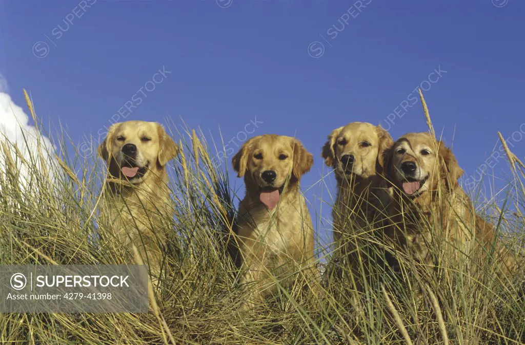 four Golden Retriever dogs in the dunes