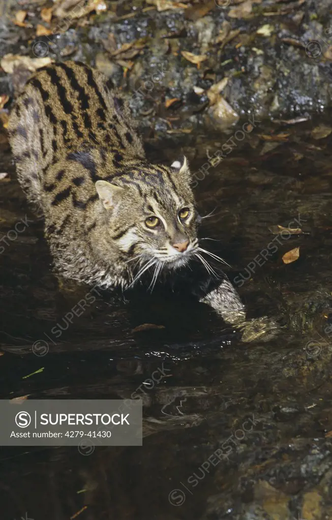 Fishing Cat in water, Prionailurus viverrinus