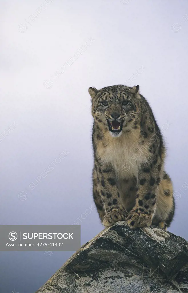 Snow Leopard - sitting on rock, Irbis Uncia
