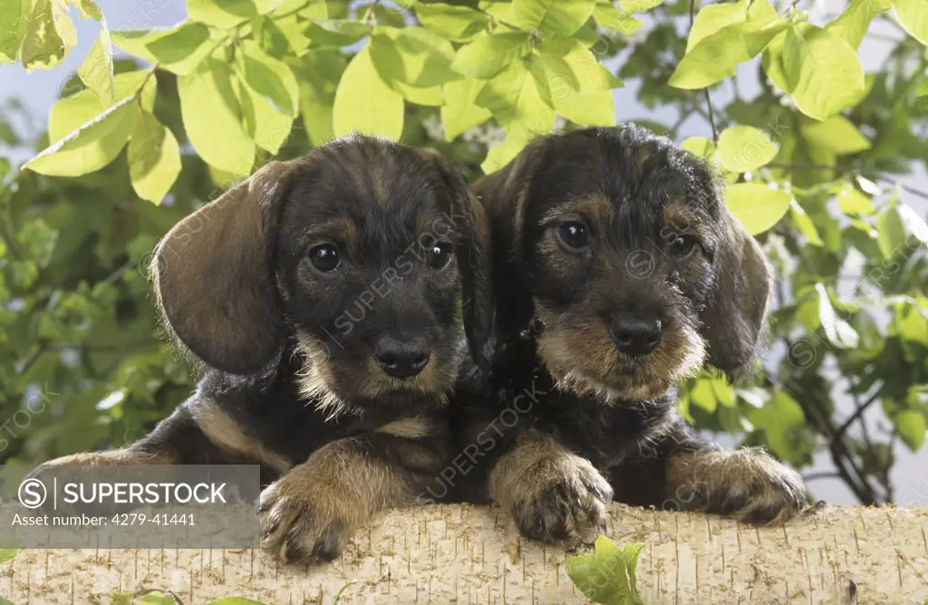 two wire-haired dachshund puppies