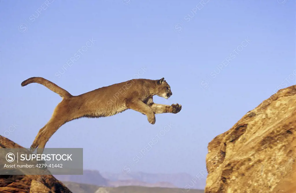 cougar - jumping over rock, Felis concolor
