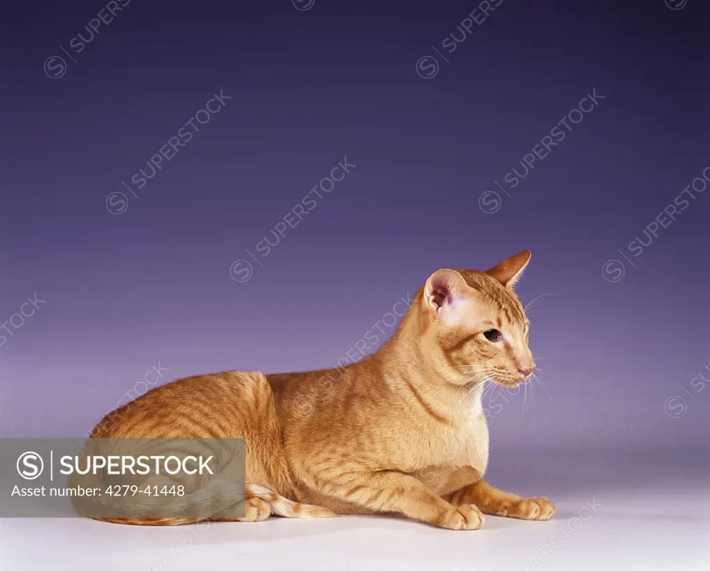 Oriental Shorthair red-spotted -  sitting