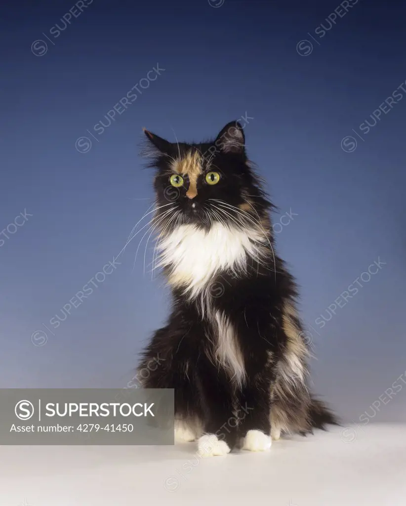 Maine Coon - sitting cut out
