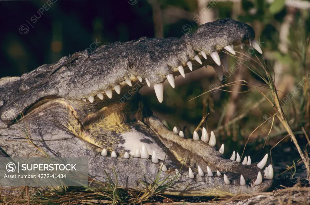 American crocodile - portrait, Crocodylus acutus