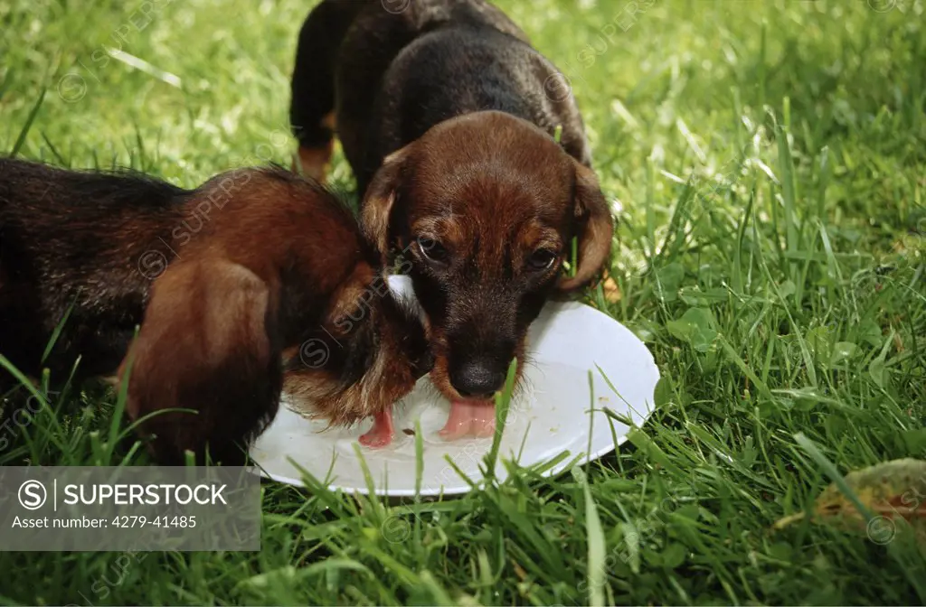 two wire-haired dachshund puppies - drinking