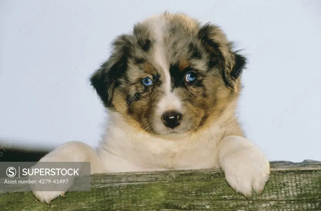 Australian Shepherd dog - puppy - portrait