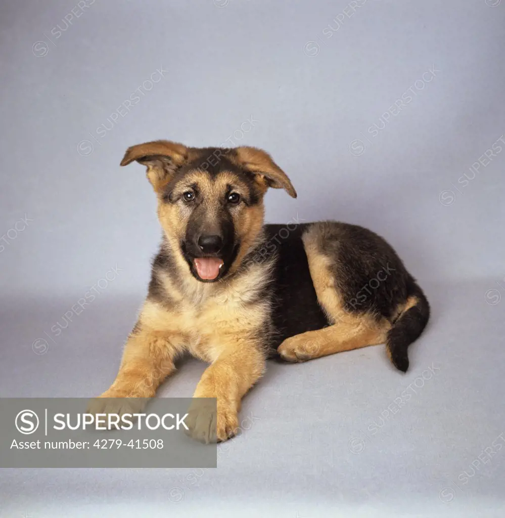German Shepherd Dog - lying puppy