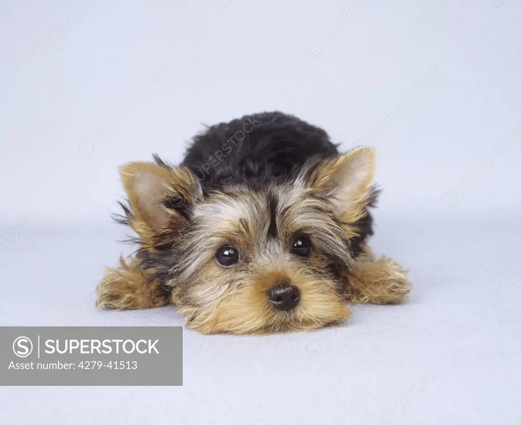 Yorkshire Terrier puppy - lying