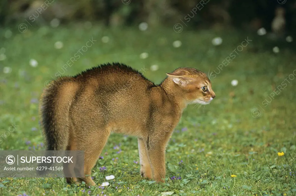 young Abyssinian Cat humping its back