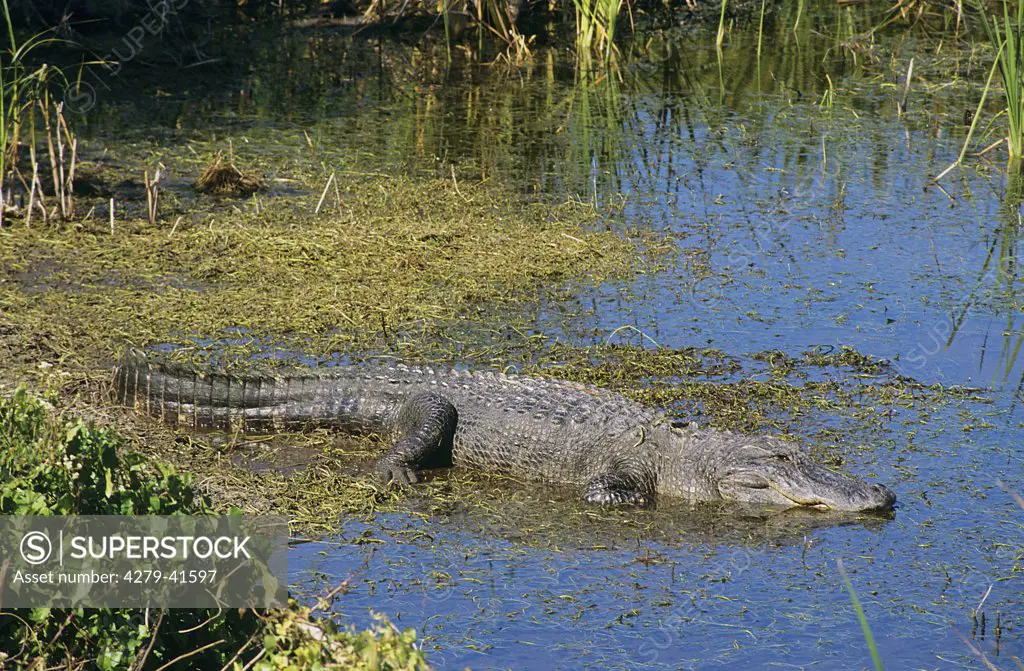American Alligator in water, Alligator mississippiensis