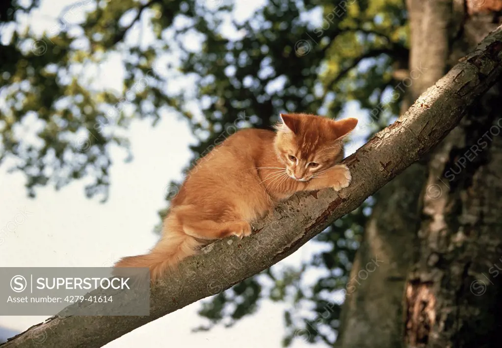 young Somali Cat - sitting on branch