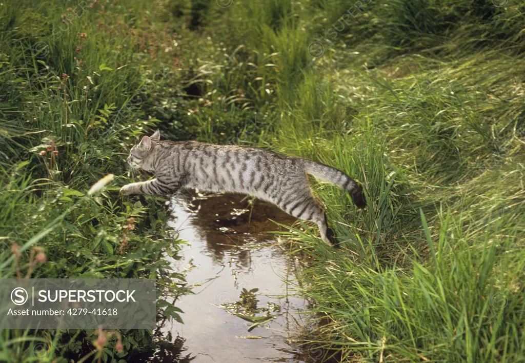 domestic cat - jumping over stream