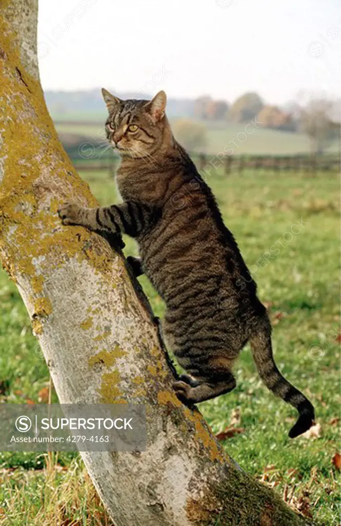 cat going up a tree trunk