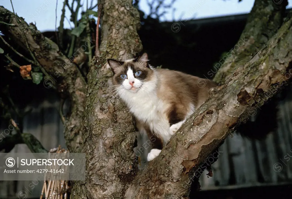 cat - on tree