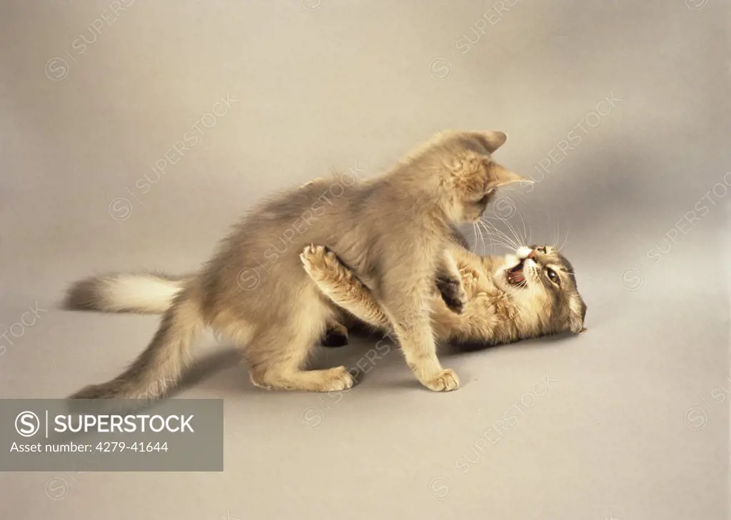 two young Somali cats - playing