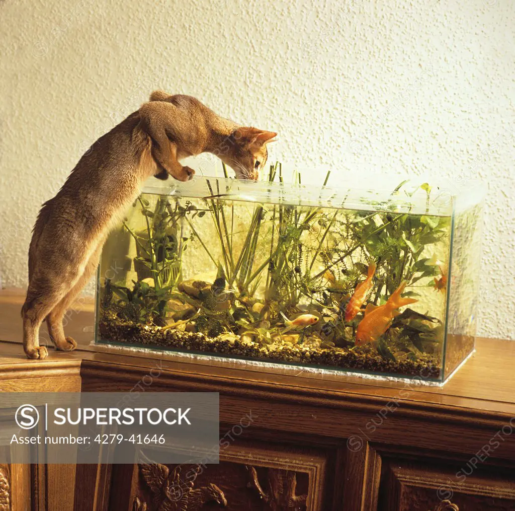 abyssinian cat - at aquarium ,