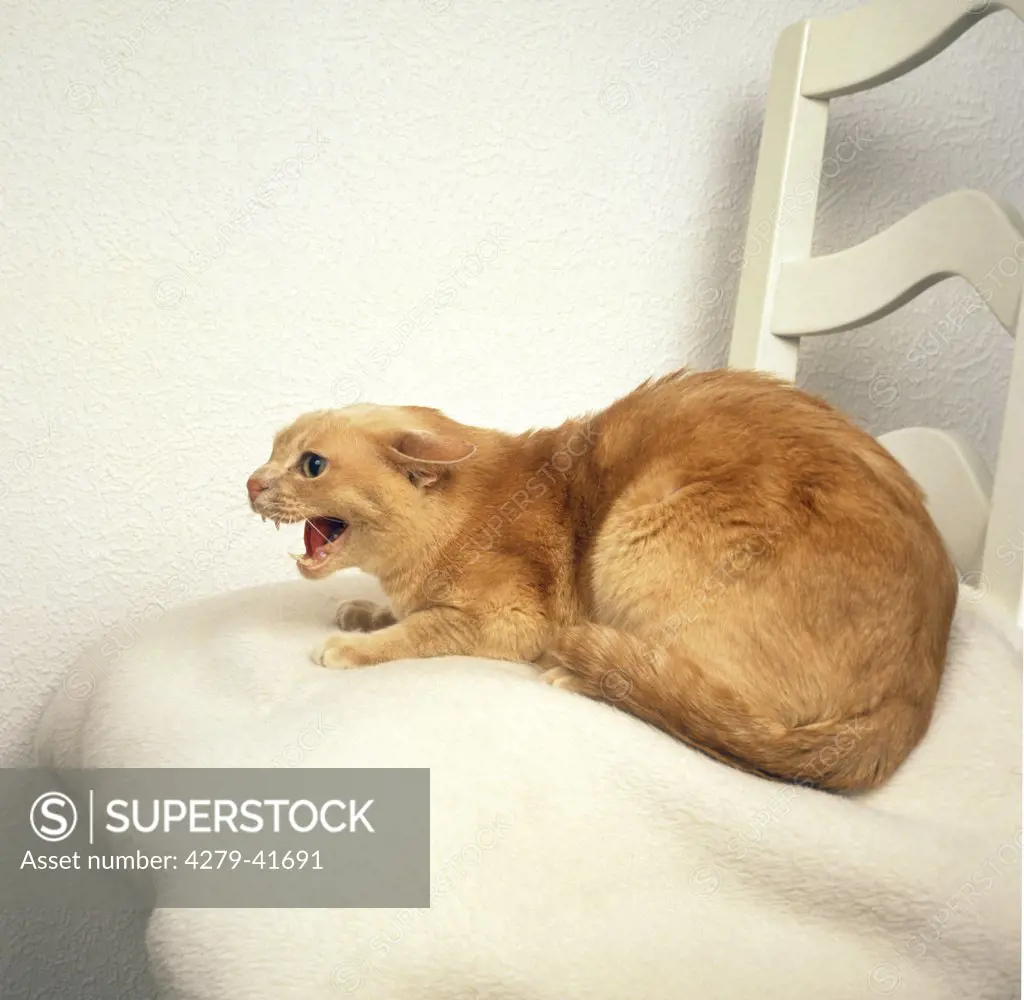 Burmese cat on chair - hissing