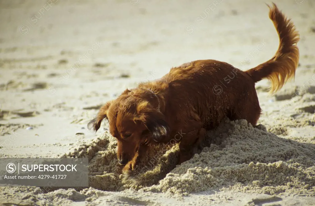 longhaired dachshund digging a hole