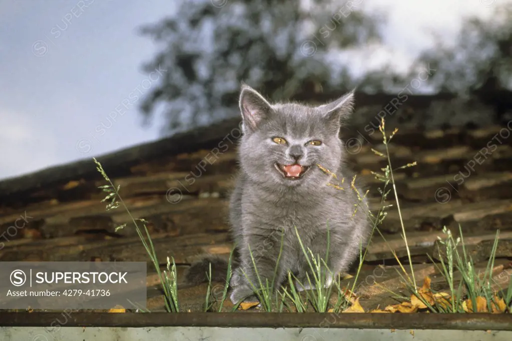 young Carthusian cat on roof