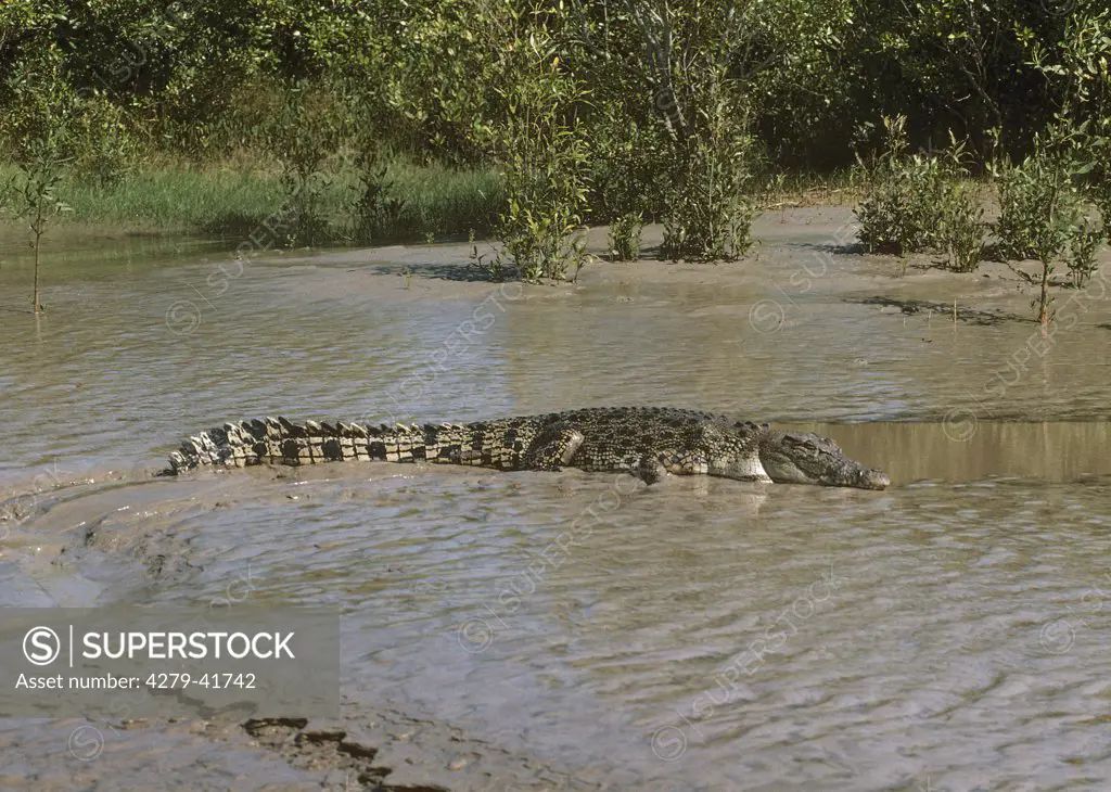 saltwater crocodile - in the mud, Crocodilus Porosus