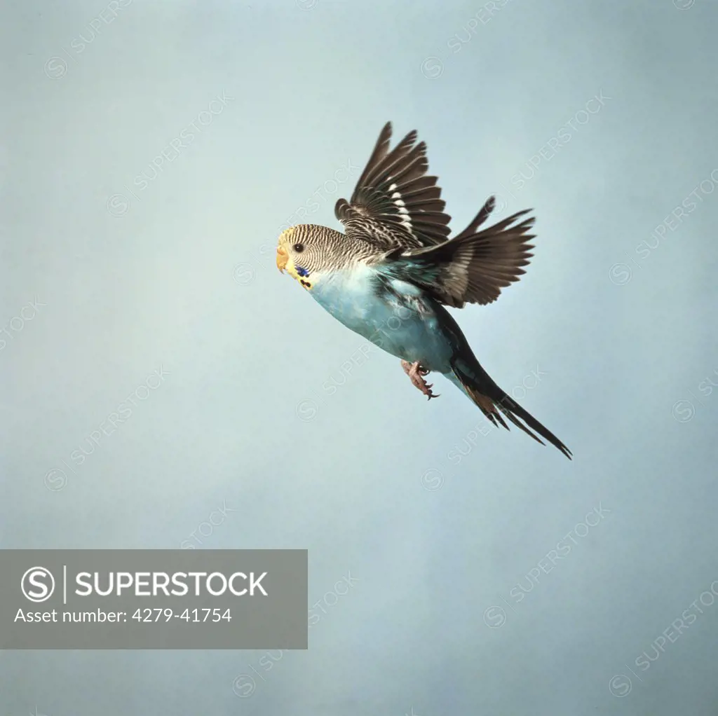 budgerigar - flying ,